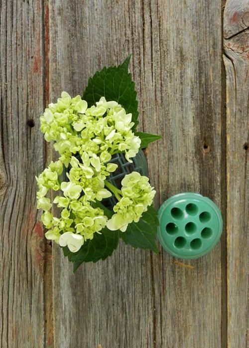 MINI  GREEN HYDRANGEAS